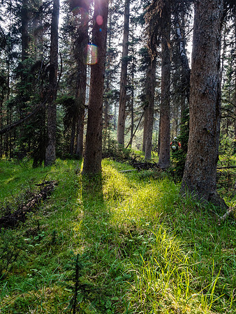 Some sections of forest were delightful. I remember wanting to pitch my tent right here and just go to sleep!