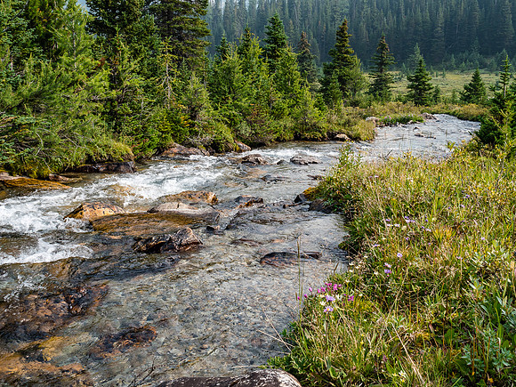 This was the point we crossed the Skoki Lakes outflow stream to catch the Deception Pass Trail before it merged with the Skoki Pass Trail to the Red Deer Lakes area.