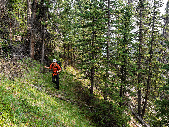 Traversing steep grassy slopes.