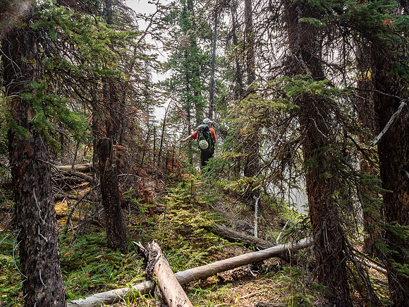 Thank goodness this is Alberta bush and not BC bush!