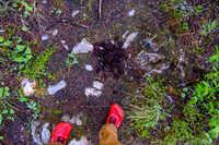 Bear scat along the Dormer River / Pass Trail.