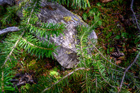 An old ax hewn tree along the old trail.