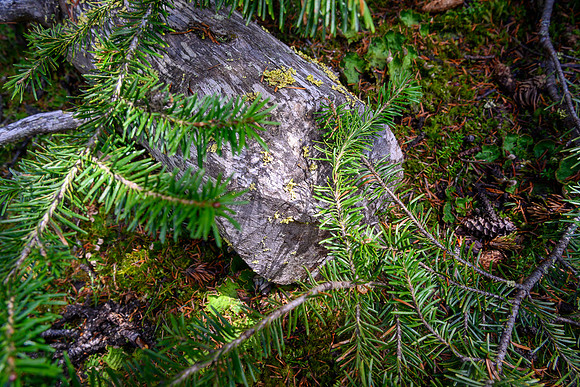 An old ax hewn tree along the old trail.