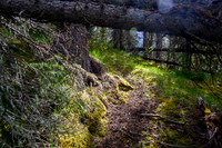 On the "good" Dormer Pass / Headwaters trail now - still hard to find in spots and lots of debris.