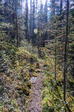 On the "good" Dormer Pass / Headwaters trail now - still hard to find in spots and lots of debris.