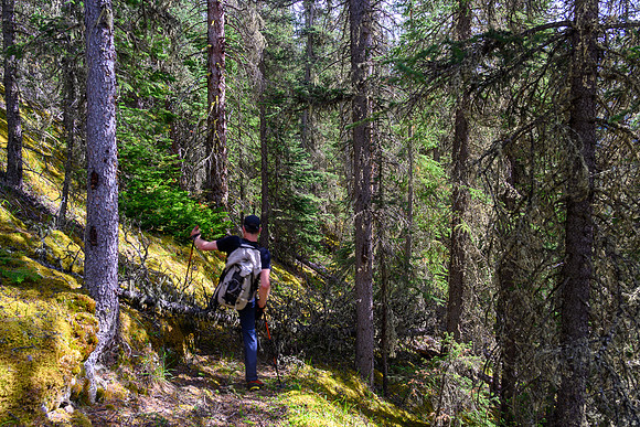 On the "good" Dormer Pass / Headwaters trail now - still hard to find in spots and lots of debris.