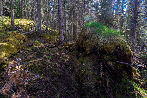 On the "good" Dormer Pass / Headwaters trail now - still hard to find in spots and lots of debris.