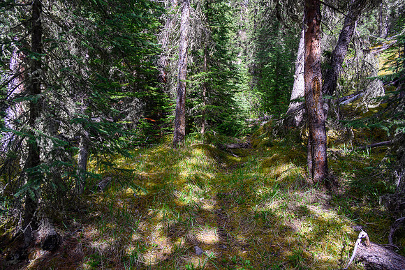 Views up the very indistinct Dormer Headwaters trail.