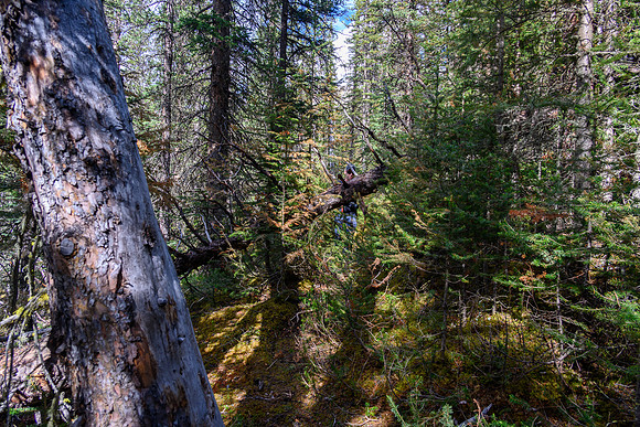 On the "good" Dormer Pass / Headwaters trail now - still hard to find in spots and lots of debris.