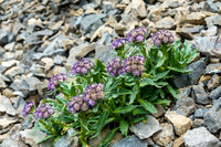 Flowers in scree.