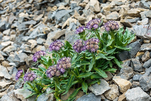 Flowers in scree.