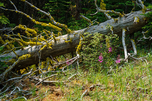 Hiking down the access stream.