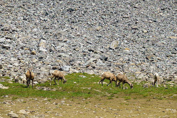 The sheep weren't afraid of me.
