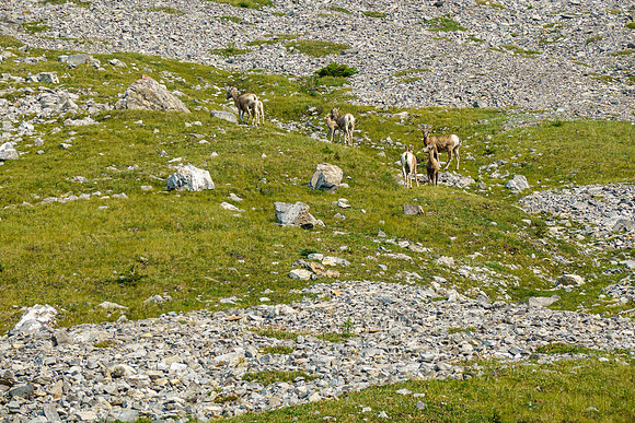 A small herd of sheep in the meadows.