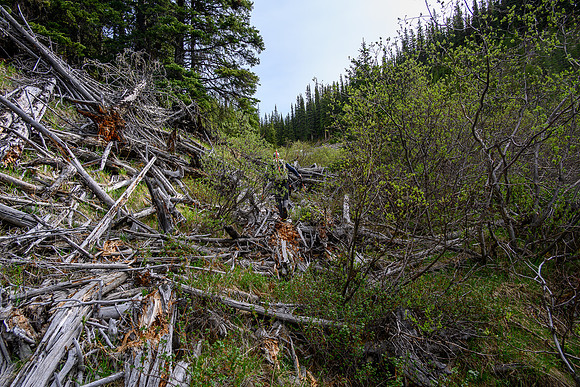 Hiking up the approach creek.