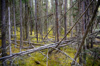 The forest beside the creek is also pretty choked!