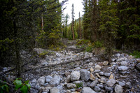 The creek is pretty choked with debris.