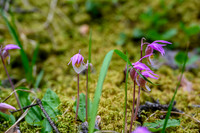 Calypso Orchids.