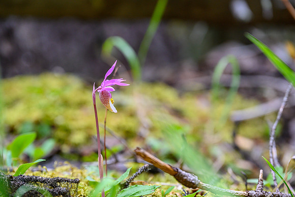 Calypso Orchids.