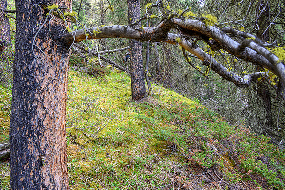 Hiking up the approach creek.