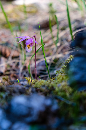 Not many wildflowers but we did see a few dozen Ladies Slipper.
