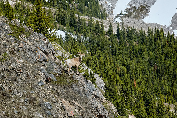 A nice ram poses for us as we descend past.