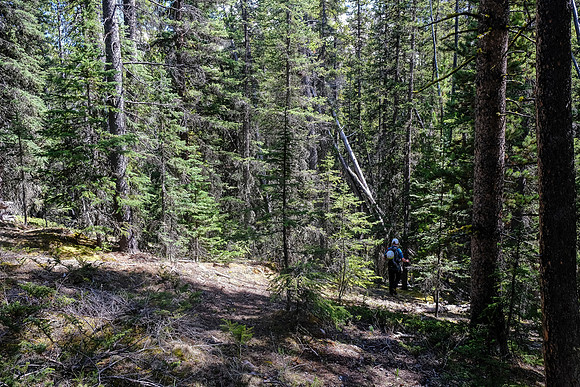 Back in pleasant forest to the creek.