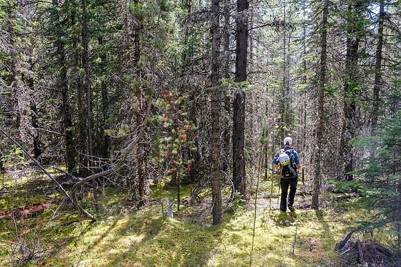 Back in pleasant forest to the creek.