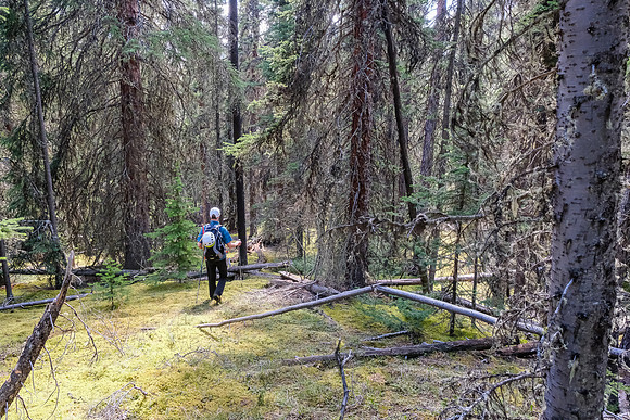 Back in pleasant forest to the creek.
