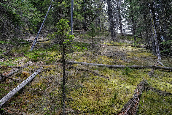 Hiking up light forest on the lower southwest slopes of Haunted Peak.