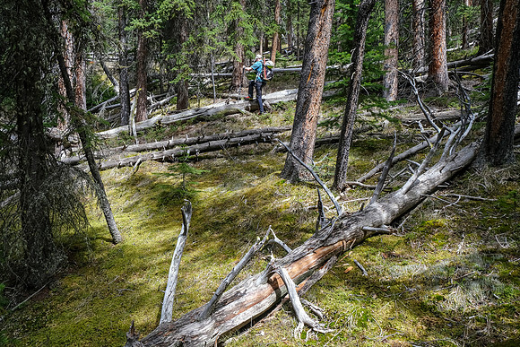 Hiking up light forest on the lower southwest slopes of Haunted Peak.