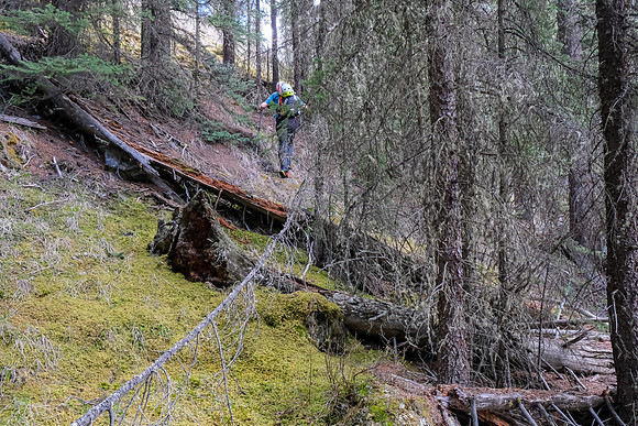 Going around a blockage in the creek (narrow with a log jam).