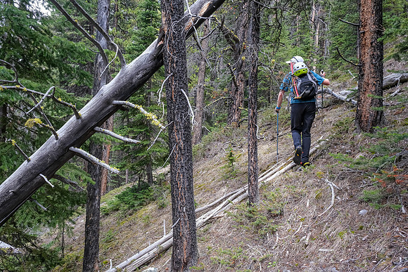 Hiking up light forest on the lower southwest slopes of Haunted Peak.