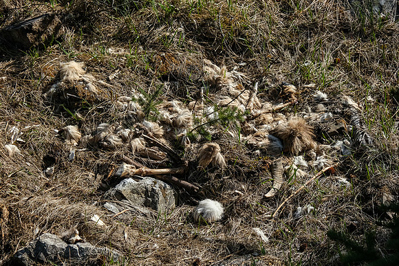 Something died here fairly recently.
