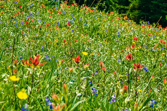 Carpets of wildflowers on the descent.