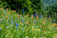 Carpets of wildflowers on the descent.