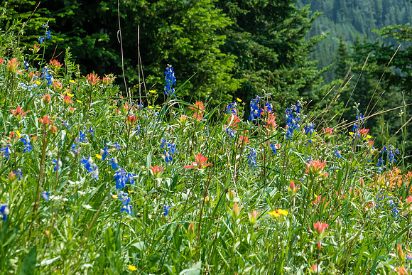 Carpets of wildflowers on the descent.