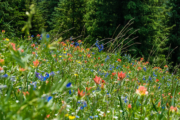 Carpets of wildflowers on the descent.