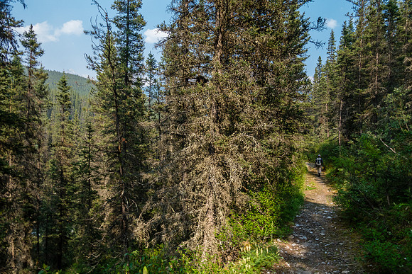 Hiking back on the Forty Mile Creek trail to the Norquay ski resort.