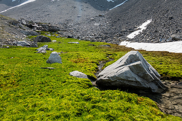 The upper valley is lush around the tarns.