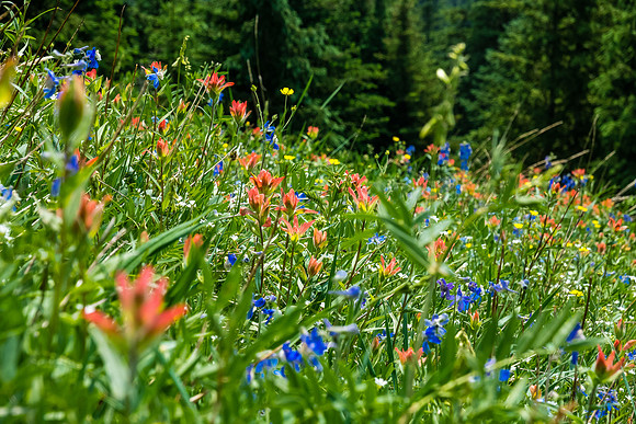 Carpets of wildflowers on the descent.