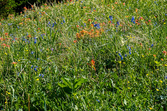 Hiking up a mix of forest, grasses and wildflowers.