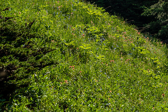 Hiking up a mix of forest, grasses and wildflowers.