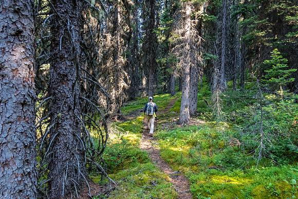 Hiking the Forty Mile Creek hiker bypass trail.