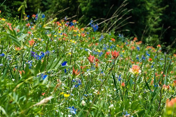 Carpets of wildflowers on the descent.