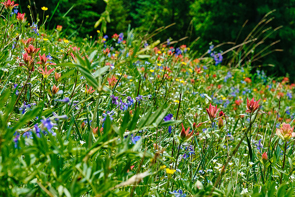 Carpets of wildflowers on the descent.