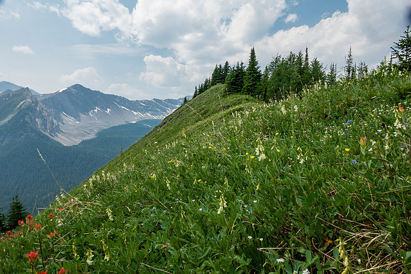 Carpets of wildflowers on the descent.