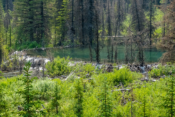 A beaver dam on Forty Mile Creek!