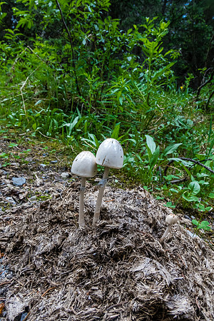 Mushrooms in poo.