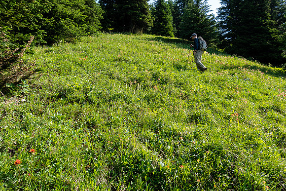 Hiking up a mix of forest, grasses and wildflowers.